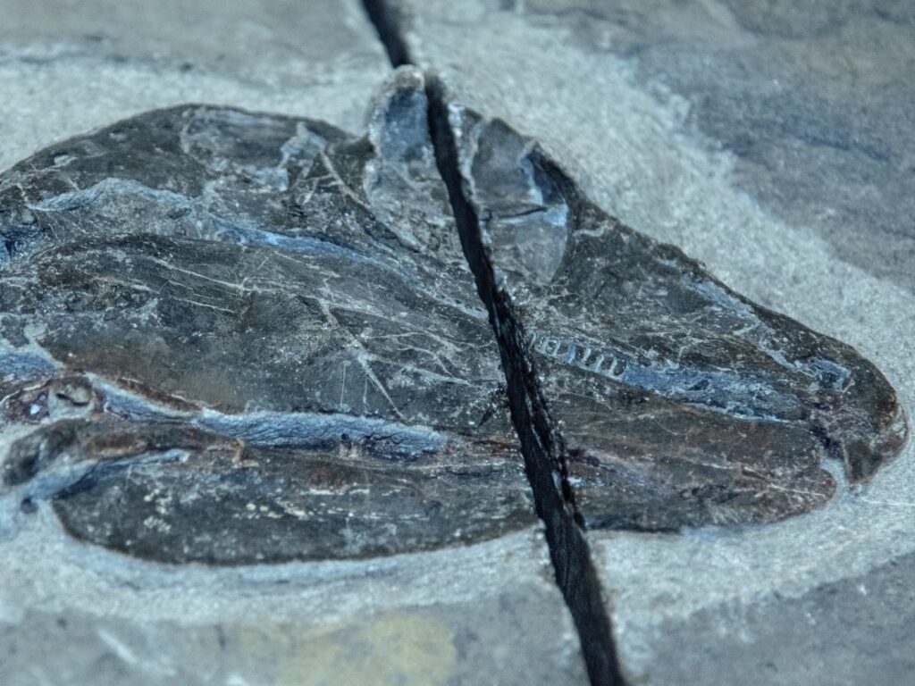 closeup on a fossil